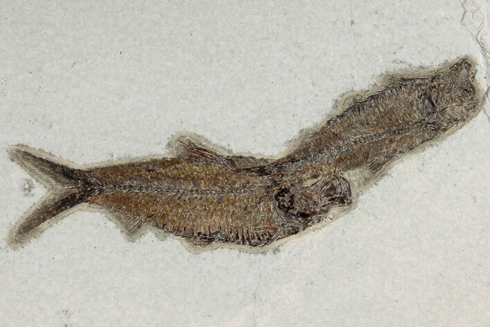 Two Detailed Fossil Fish (Knightia) - Wyoming #203189